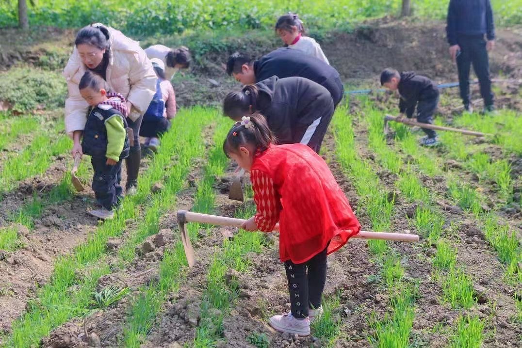 小朋友们给小麦松土