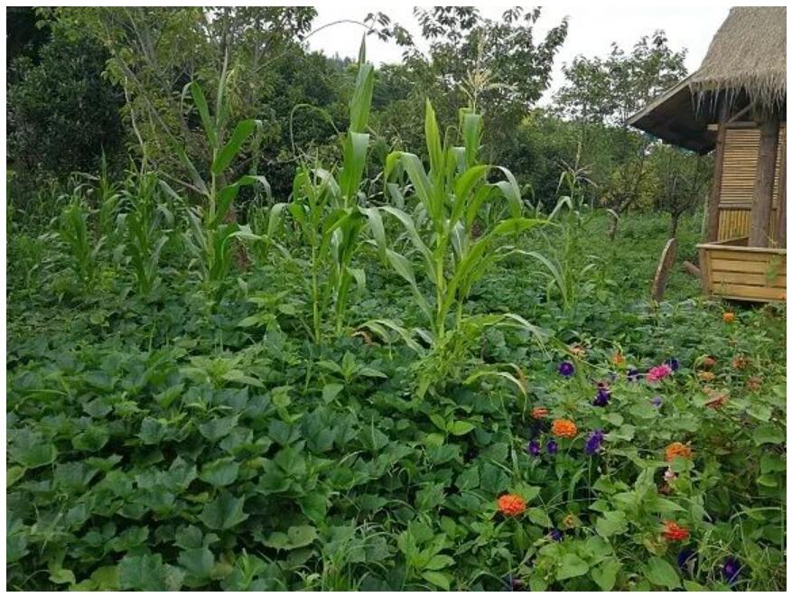 玉米,辣椒,红薯分层套种园