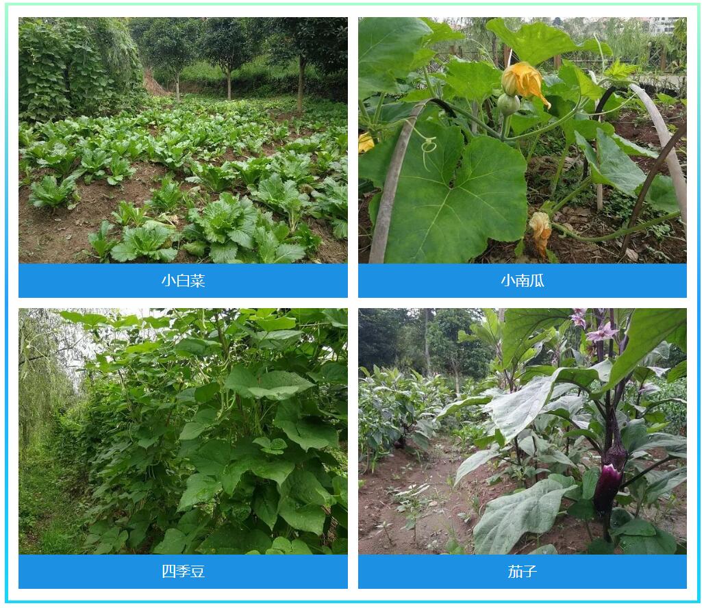 丰富的蔬菜种类