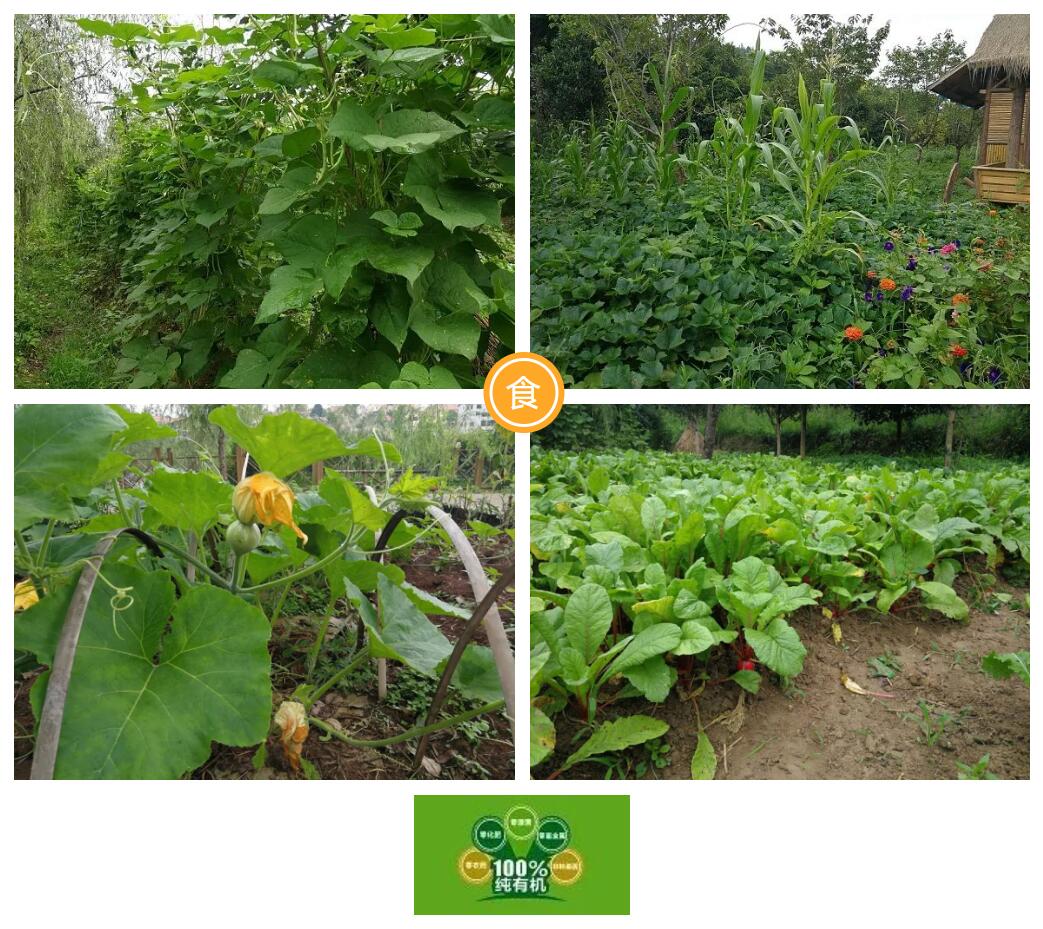 生态园里的通过有机种植出来的蔬菜