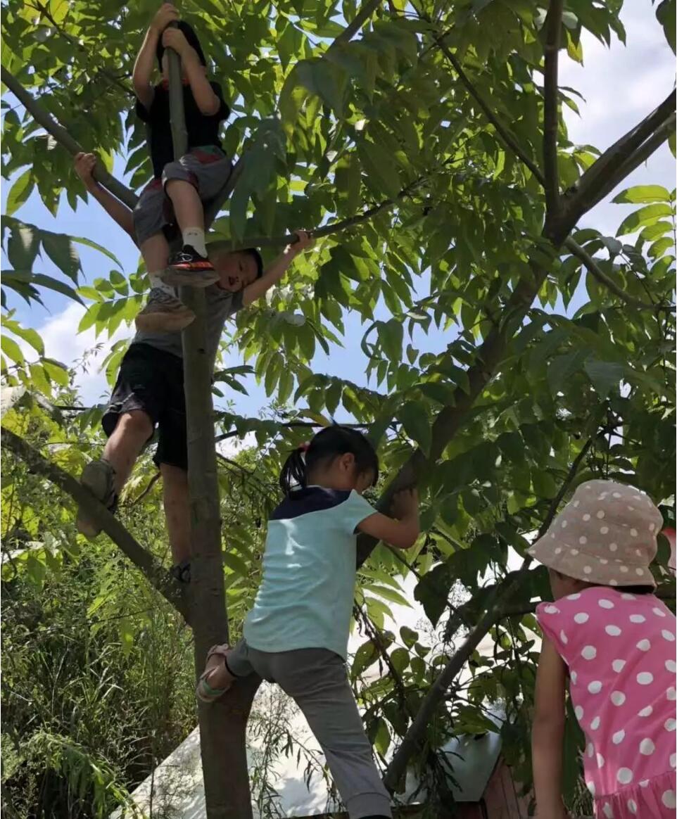 自然探索练习猴儿上树